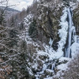 gorica5