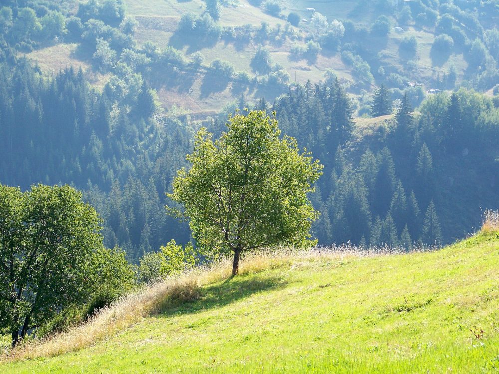 Гела