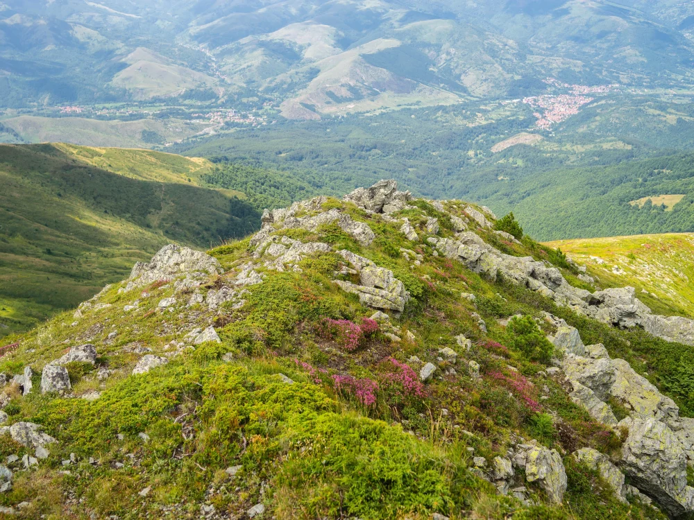 Планински склон с диви цветя и панорамна гледка в България