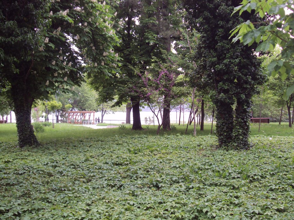 Силистра